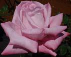 unknow artist Realistic Pink Rose Spain oil painting art